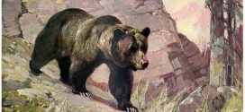 Rendkívüli ülésen döntött a román képviselőház a medveállomány ritkítását célzó vadászati kvótákról.